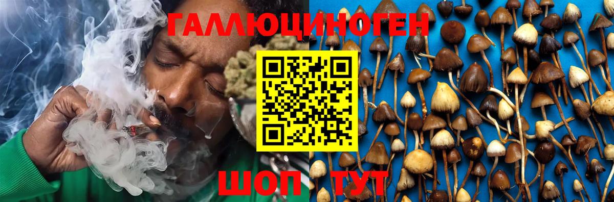 Димитровград  Псилоцибиновые грибы Psilocybe  Вход с VPN  Галлюциногенные грибы GOLDEN TEACHER 